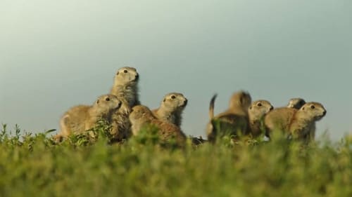 Still image taken from Die verrückte Welt der Hörnchen