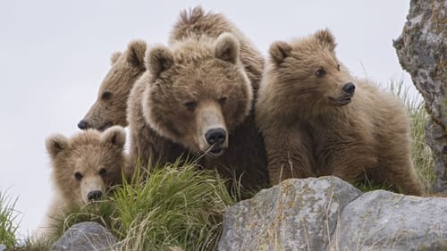 Still image taken from Terre des ours