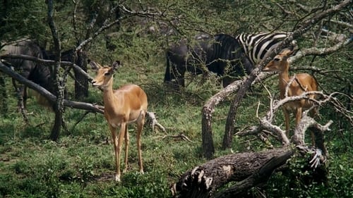 Still image taken from African Bambi