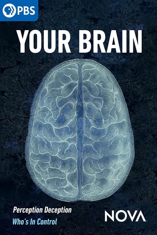 Your Brain