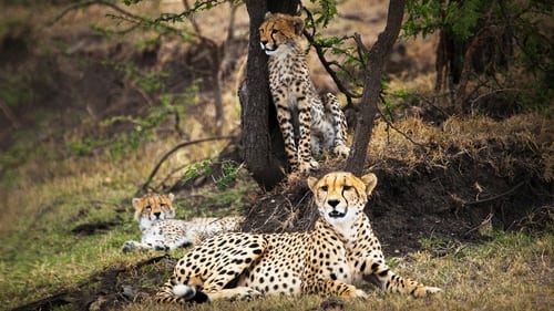 Still image taken from Man Among Cheetahs