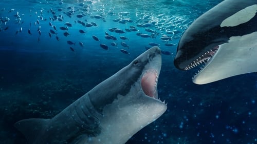 Still image taken from Orca Vs. Great White