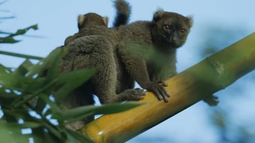 Still image taken from Madagascar: Africa's Galapagos