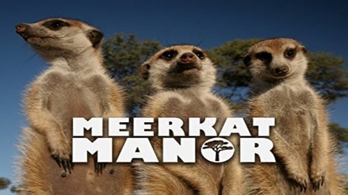 Still image taken from Meerkat Manor