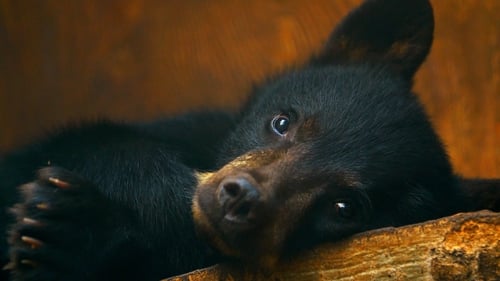 Still image taken from Wild Bear Rescue