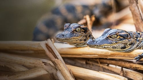 Still image taken from Prowlers of the Everglades