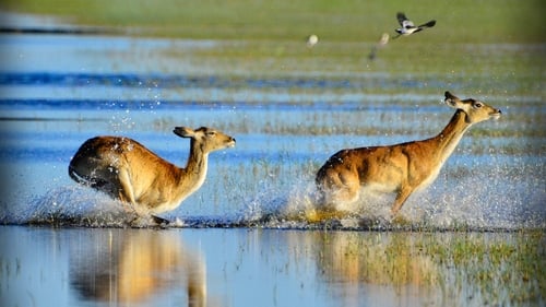 Still image taken from Wild Africa: Rivers of Life